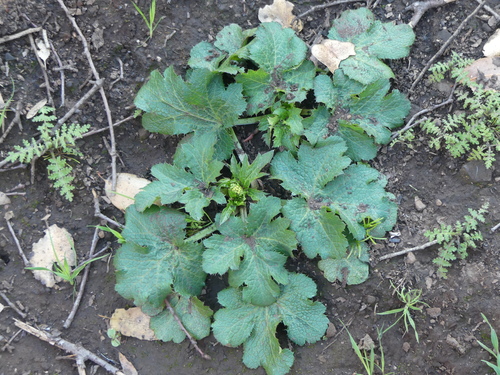 iNaturalist observation photo of Pacific Sanicle