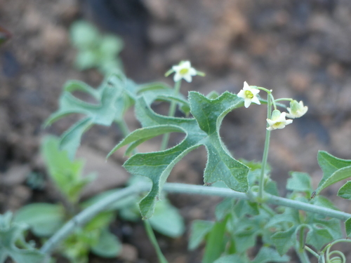 iNaturalist observation photo of taw man-root