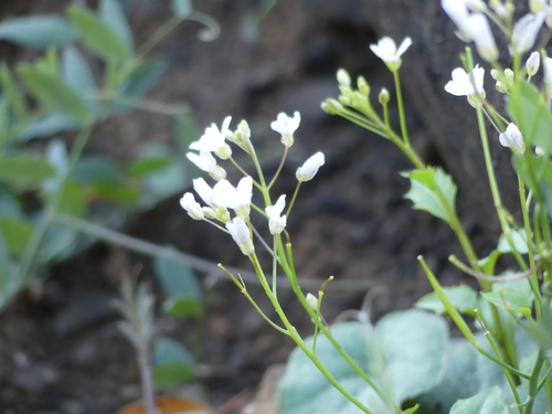 iNaturalist observation photo of milkmaids