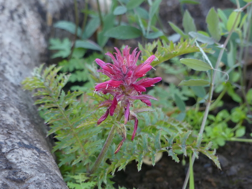 iNaturalist observation photo of Warrior's Plume