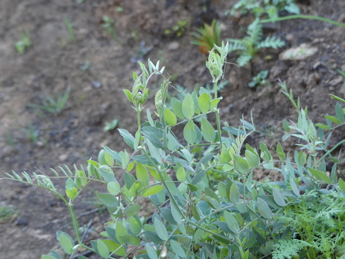 iNaturalist observation photo of Pacific pea