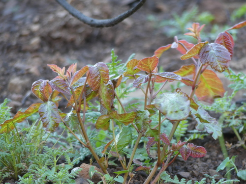 iNaturalist observation photo of Pacific poison oak