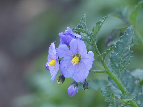 iNaturalist observation photo of bluewitch nightshade