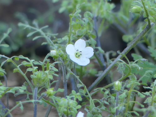 iNaturalist observation photo of White nemophila