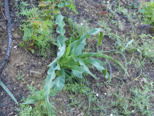iNaturalist observation photo of wavy-leafed soap plant