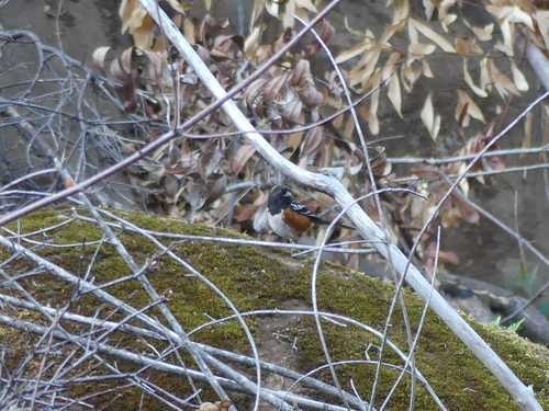 iNaturalist observation photo of Spotted Towhee