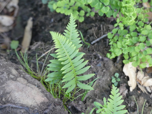 iNaturalist observation photo of California Polypody