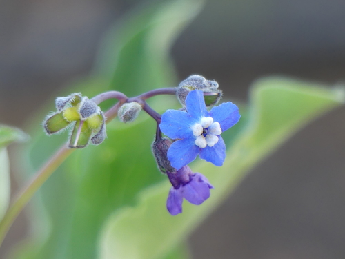 iNaturalist observation photo of Pacific hound's tongue