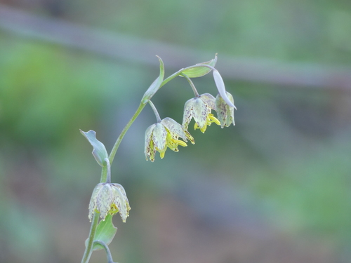 iNaturalist observation photo of checker lily