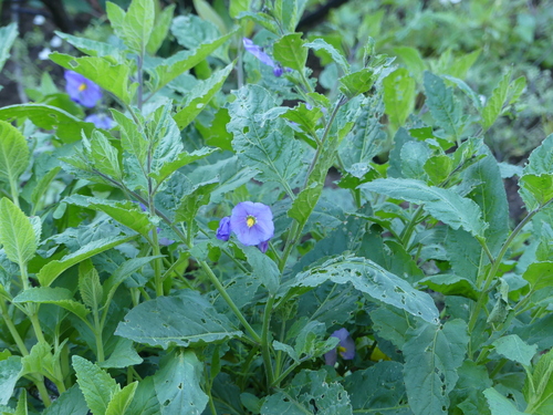 iNaturalist observation photo of bluewitch nightshade