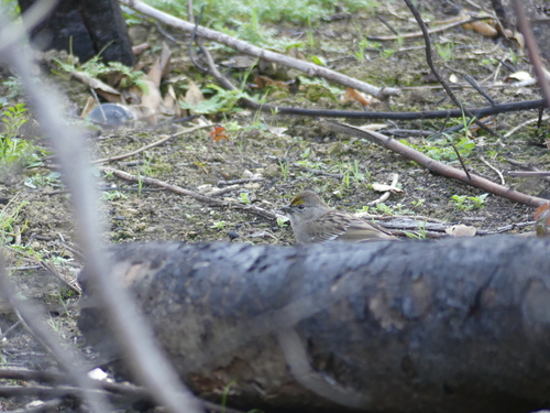 iNaturalist observation photo of Golden-crowned Sparrow