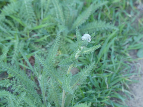 iNaturalist observation photo of common yarrow