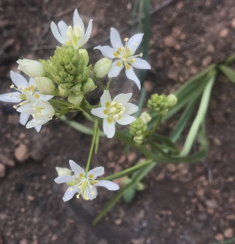 iNaturalist observation photo of Fremont's Death Camas
