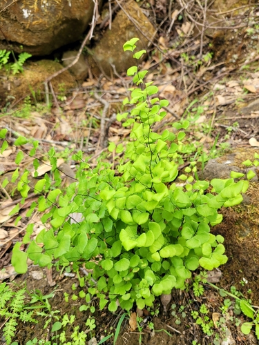 iNaturalist observation photo of California Maidenhair Fern