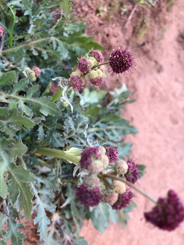 iNaturalist observation photo of Purple Sanicle
