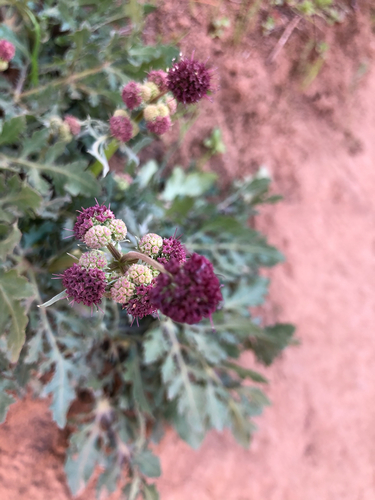 iNaturalist observation photo of Purple Sanicle