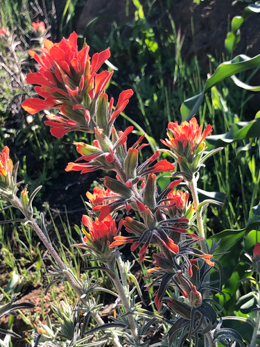 iNaturalist observation photo of Felt Paintbrush