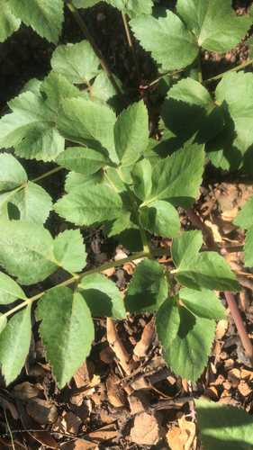 iNaturalist observation photo of carrot family