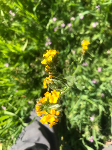 iNaturalist observation photo of Common Fiddleneck