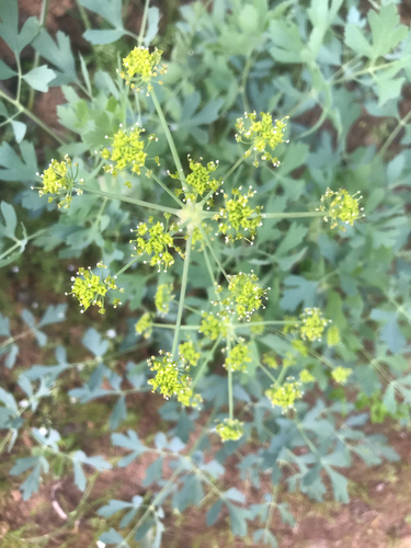 iNaturalist observation photo of California lomatium