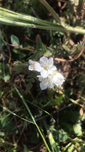 iNaturalist observation photo of Ramosissimae