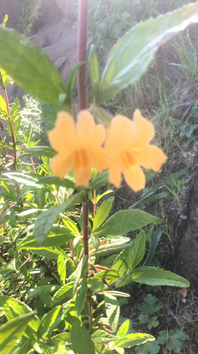 iNaturalist observation photo of orange bush monkeyflower