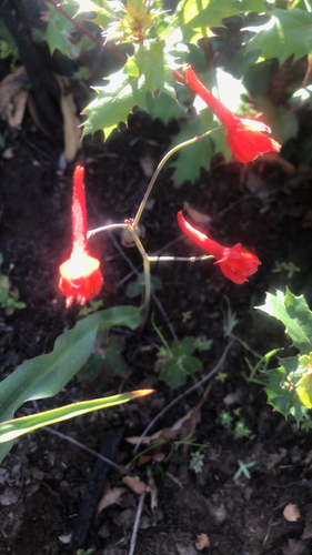 iNaturalist observation photo of Red larkspur