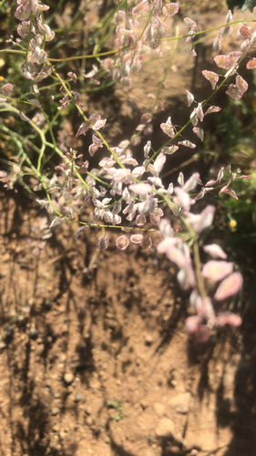 iNaturalist observation photo of sand fringepod