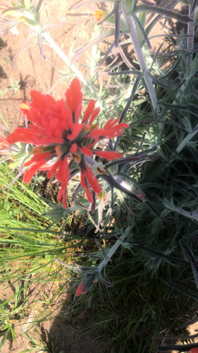 iNaturalist observation photo of Felt Paintbrush