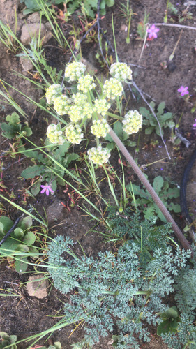 iNaturalist observation photo of woollyfruit desertparsley