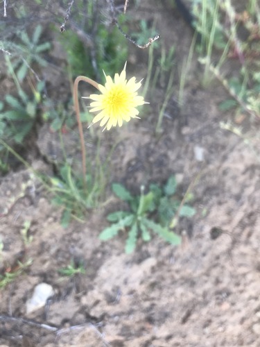 iNaturalist observation photo of silverpuffs