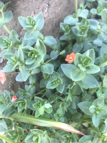 iNaturalist observation photo of scarlet pimpernel