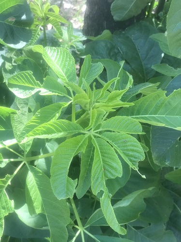 iNaturalist observation photo of California buckeye