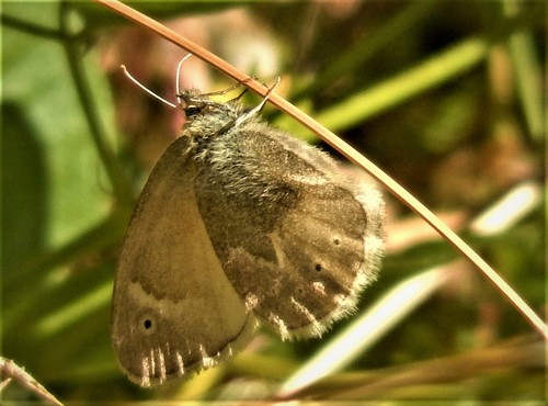 iNaturalist observation photo of California Ringlet