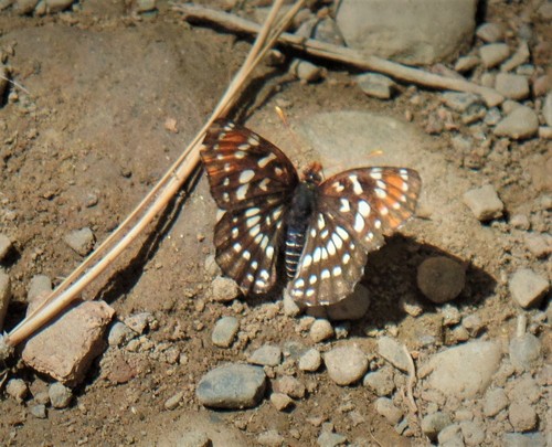 iNaturalist observation photo of Leanira Checkerspot