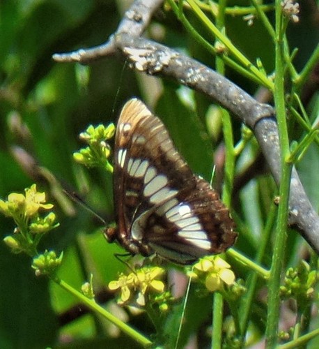 iNaturalist observation photo of Lorquin's Admiral