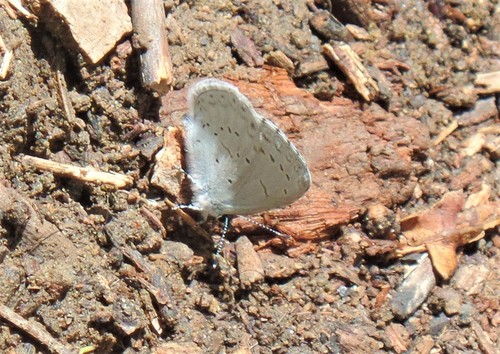 iNaturalist observation photo of Echo Azure