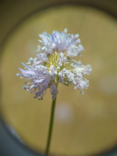 iNaturalist observation photo of bluehead gilia