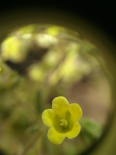 iNaturalist observation photo of whispering bells