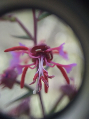 iNaturalist observation photo of Elegant Clarkia