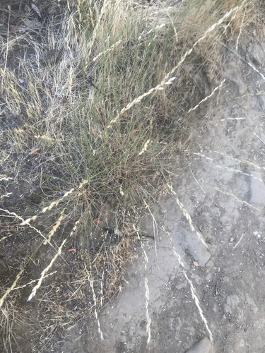 iNaturalist observation photo of California melic