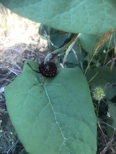 iNaturalist observation photo of California Pipevine Swallowtail