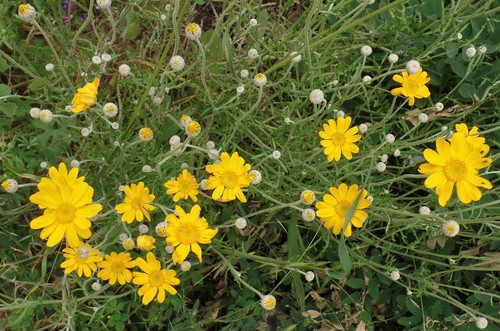 iNaturalist observation photo of Woolly sunflowers