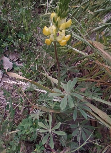 iNaturalist observation photo of lupines