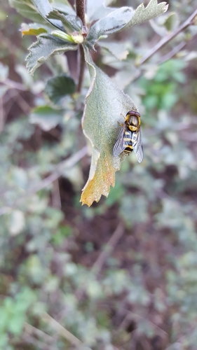 iNaturalist observation photo of Black-margined Flower Fly
