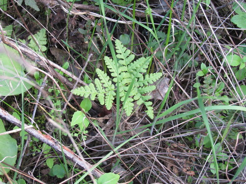 iNaturalist observation photo of goldback fern
