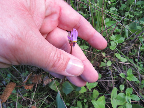 iNaturalist observation photo of Henderson's shooting star
