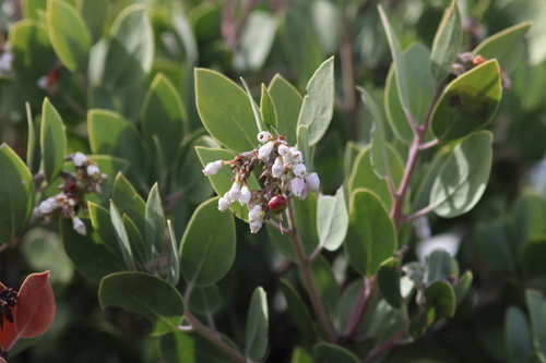 iNaturalist observation photo of bearberries and manzanitas