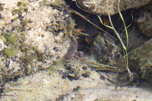 iNaturalist observation photo of California Newt