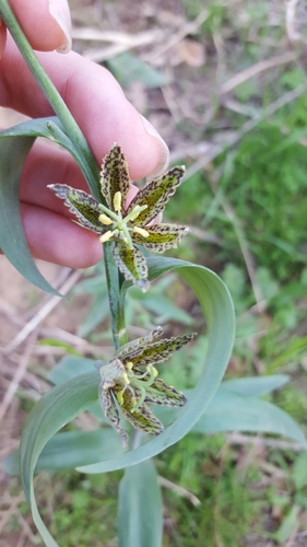 iNaturalist observation photo of checker lily